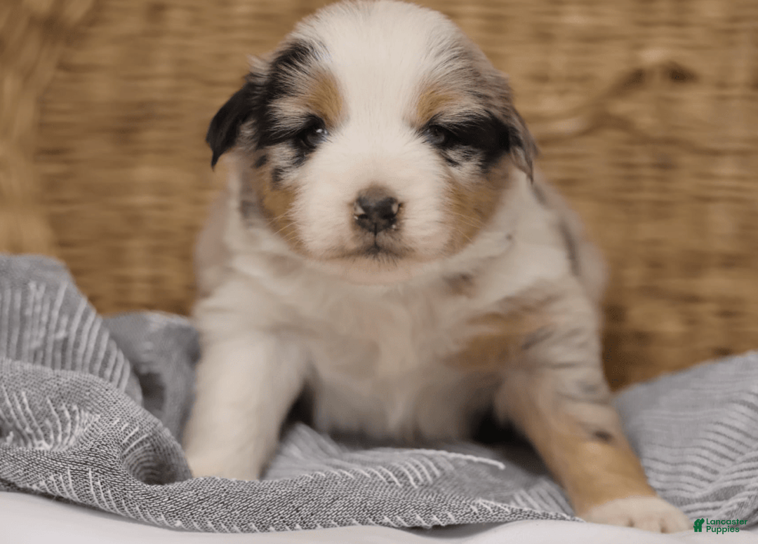 Miniature Australian Shepherd dogs for sale: Washington - Image 22