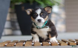 Welsh Corgi Pembroke dogs for sale: Archie - Image 8