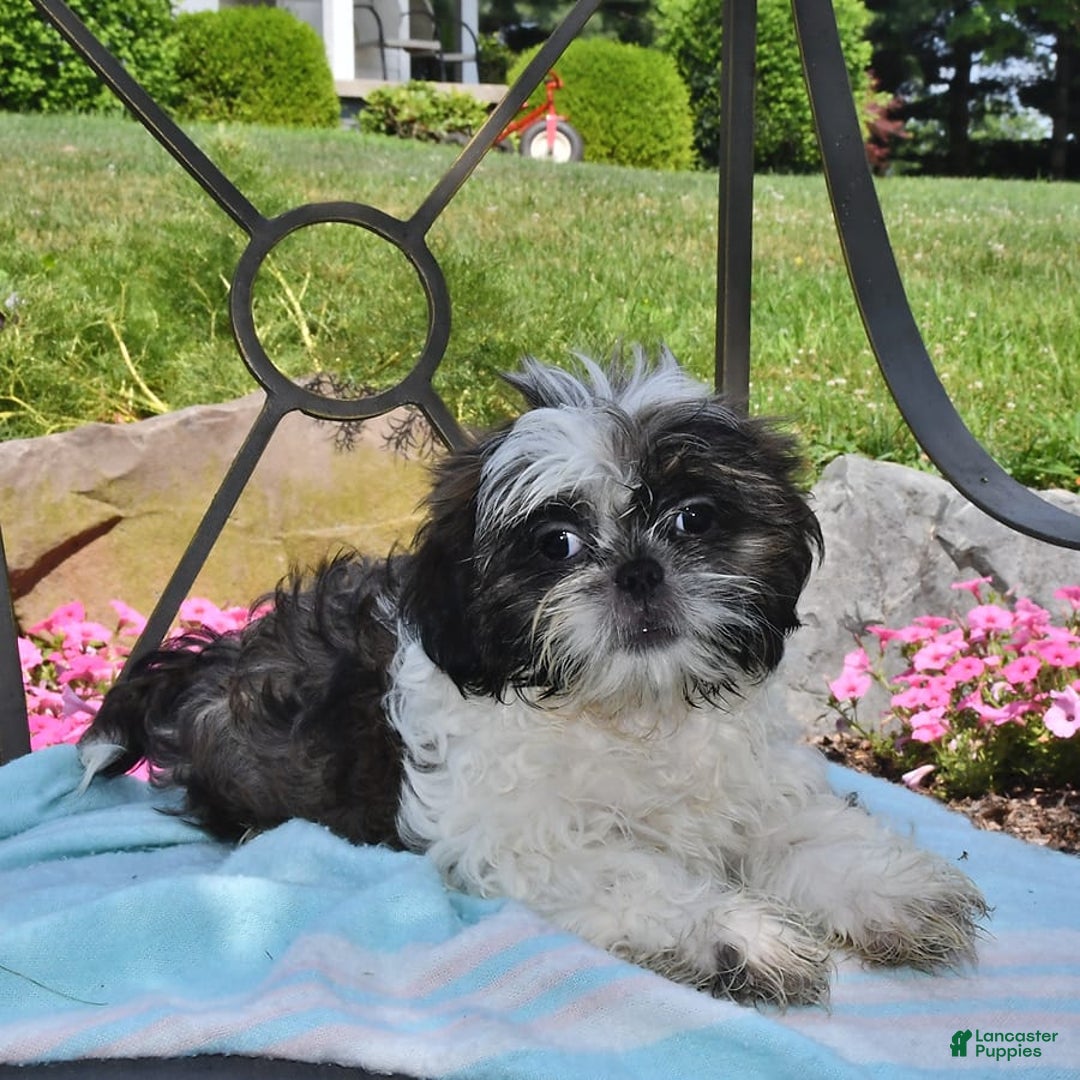 Shih Tzu dogs for sale: Spencer - Image 14