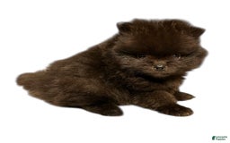 Pomeranian dogs for sale: Jet - Image 15