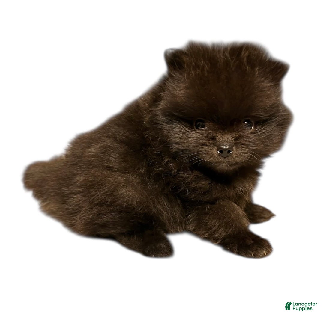 Pomeranian dogs for sale: Jet - Image 15