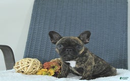 Frenchton dogs for sale: Zeke - Image 10