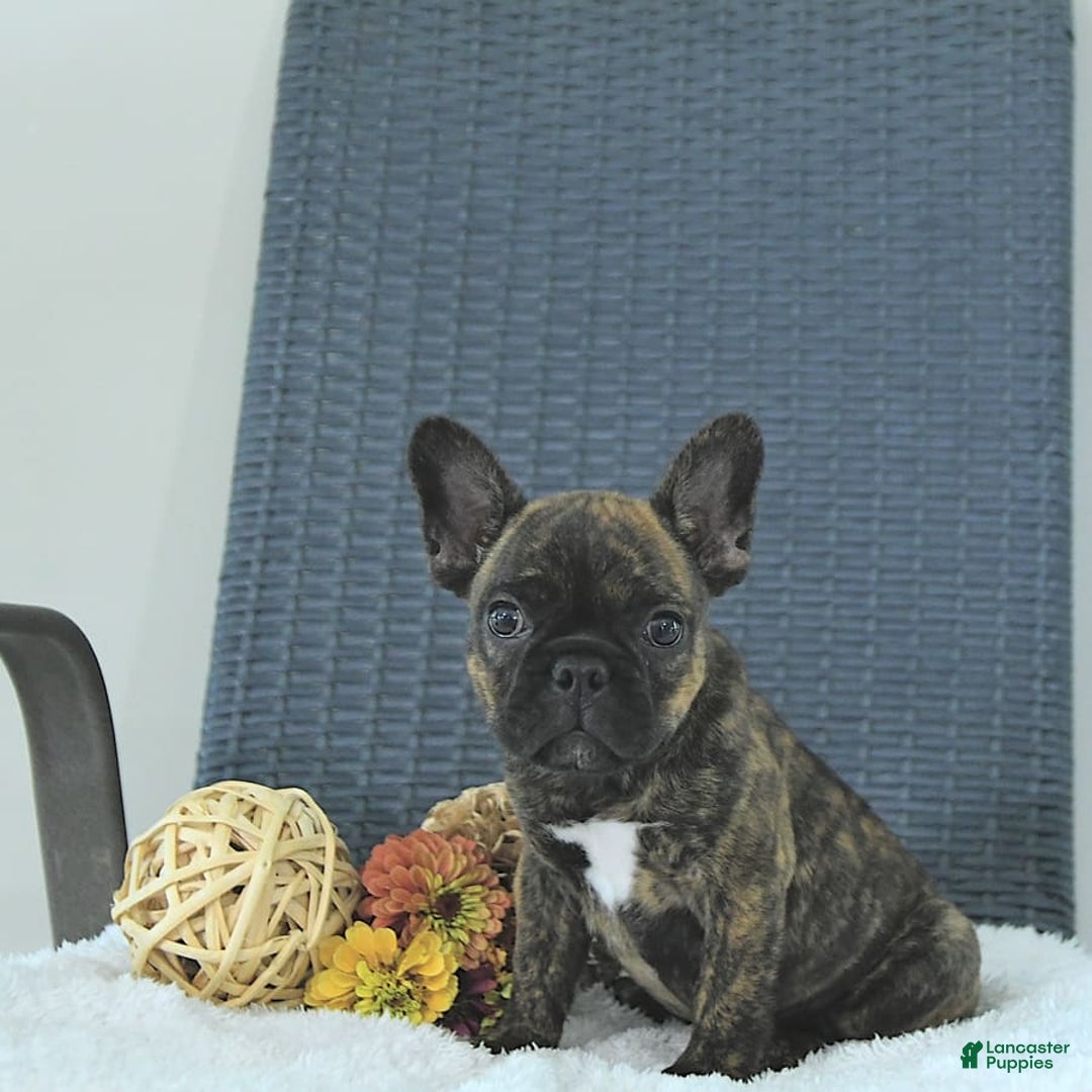 Frenchton dogs for sale: Zeke - Image 10