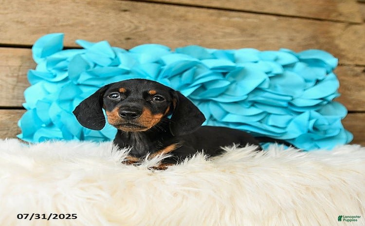 Miniature Dachshund dogs for sale - Ad 2