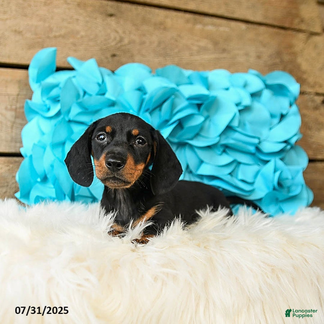 Miniature Dachshund dogs for sale: Jelly Bean - Image 1