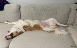 Bernedoodle dogs for sale: Lola - Image 1