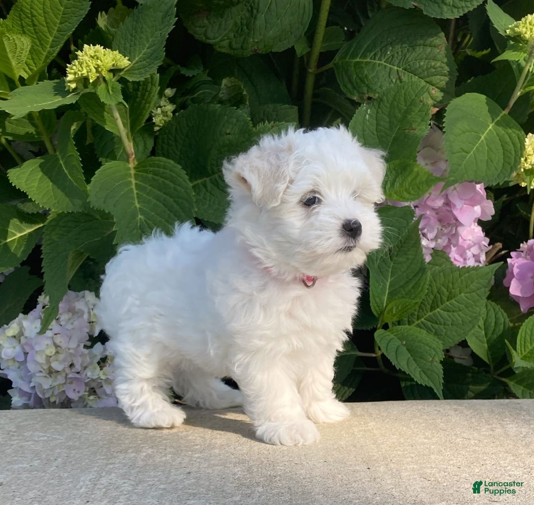 Coton De Tulear dogs for sale: Pearl - Image 1