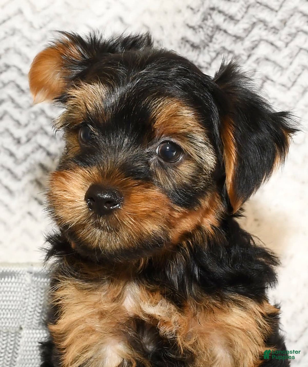 Yorkshire Terrier dogs for sale: Connor - Image 2