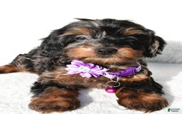Cockapoo dogs for sale: Angelo - Image 3