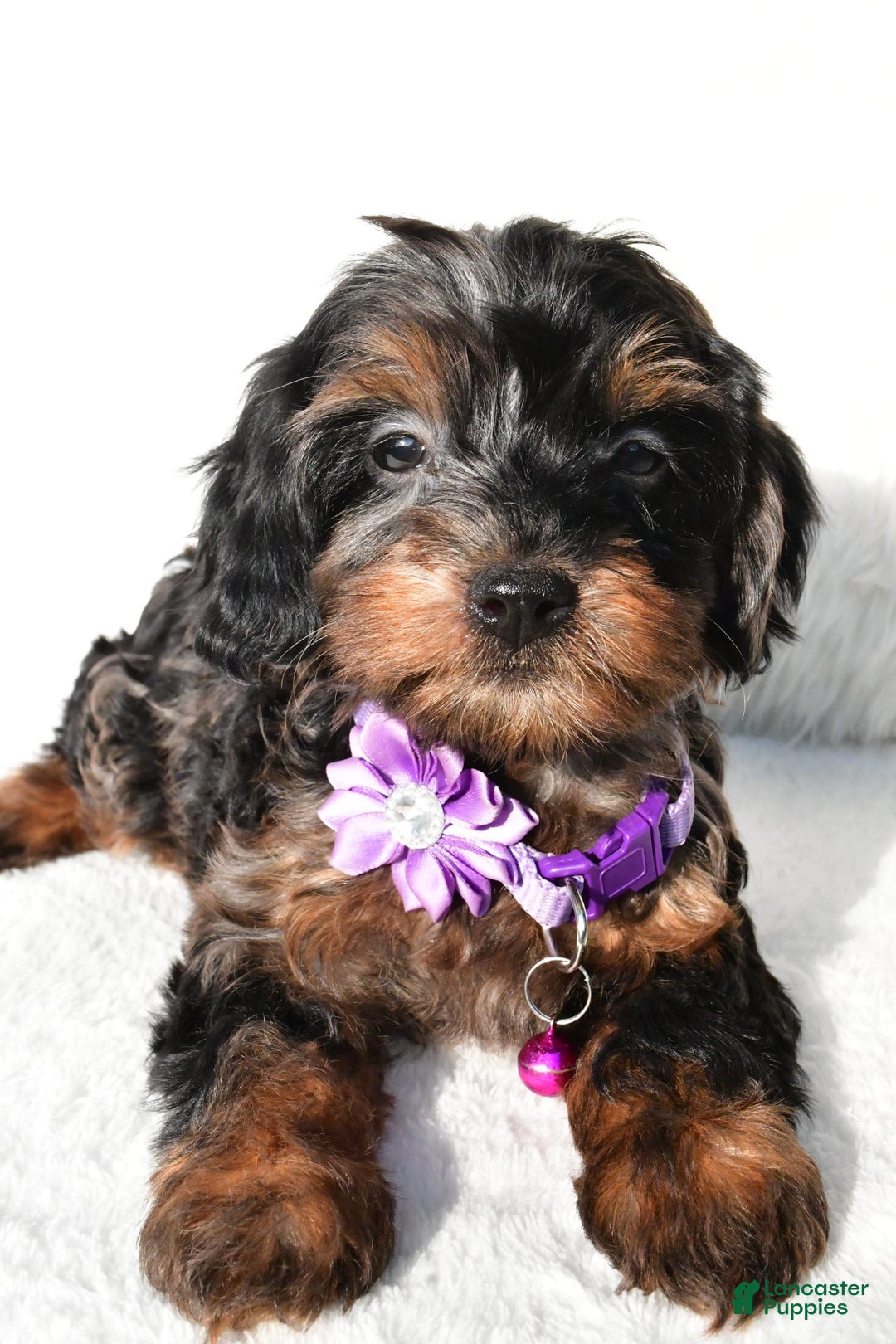 Cockapoo dogs for sale: Angelo - Image 3