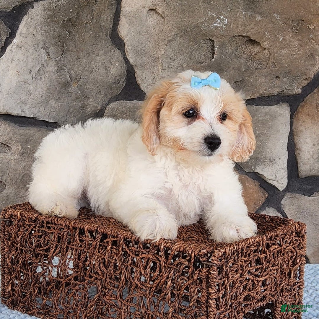 Bichpoo dogs for sale: Easton - Image 2