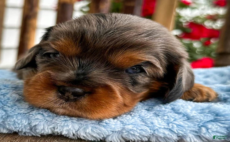 Cavalier King Charles Spaniel dogs for sale - Ad 3