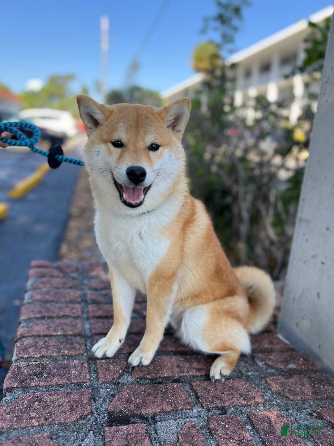 Shiba Inu dogs for sale: Zoro - Image 3