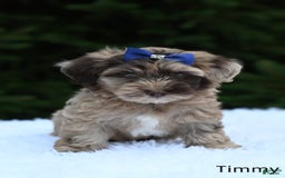 Havapoo dogs for sale: Havapoo 6 puppies - Image 16