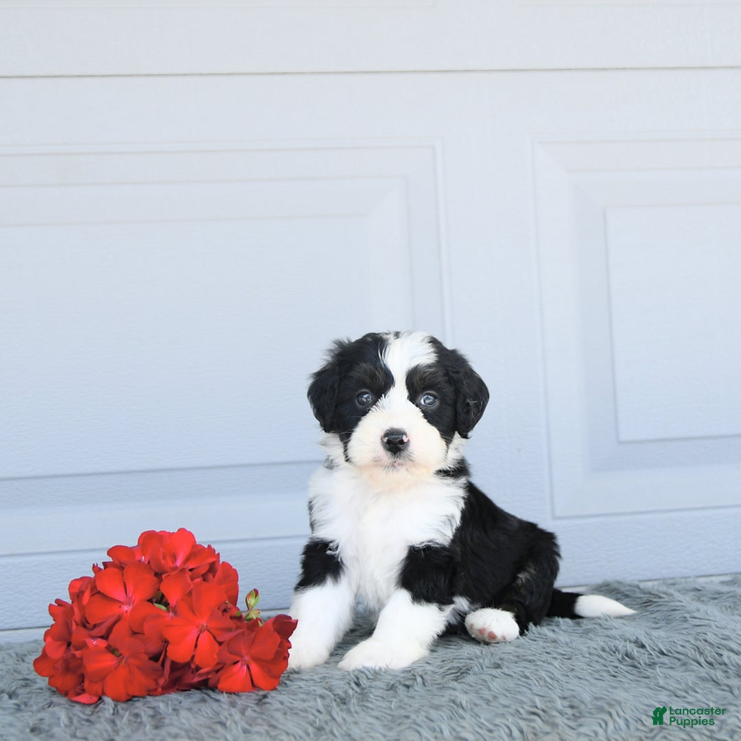 Miniature Bernese Mountain Dog dogs for sale: Twinkle - Image 9