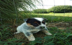 Australian Cattle Dog dogs for sale: Autumn - Image 4