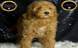 Mini Goldendoodle dogs for sale: Chappy - Image 5