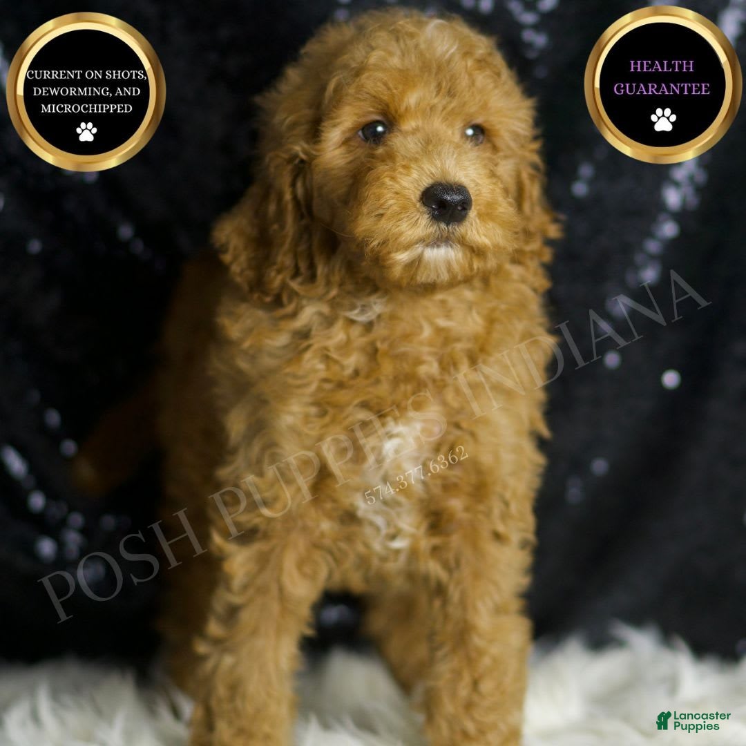 Mini Goldendoodle dogs for sale: Chappy - Image 5