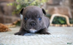 French Bulldog dogs for sale: Atlas - Image 1