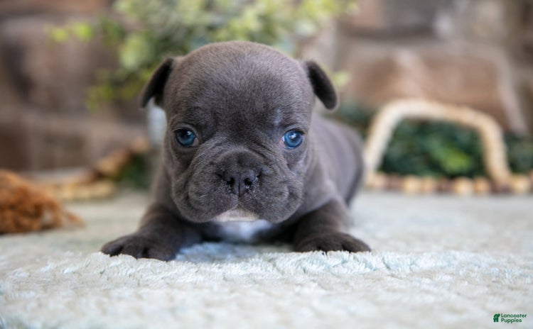 French Bulldog dogs for sale - Ad 4