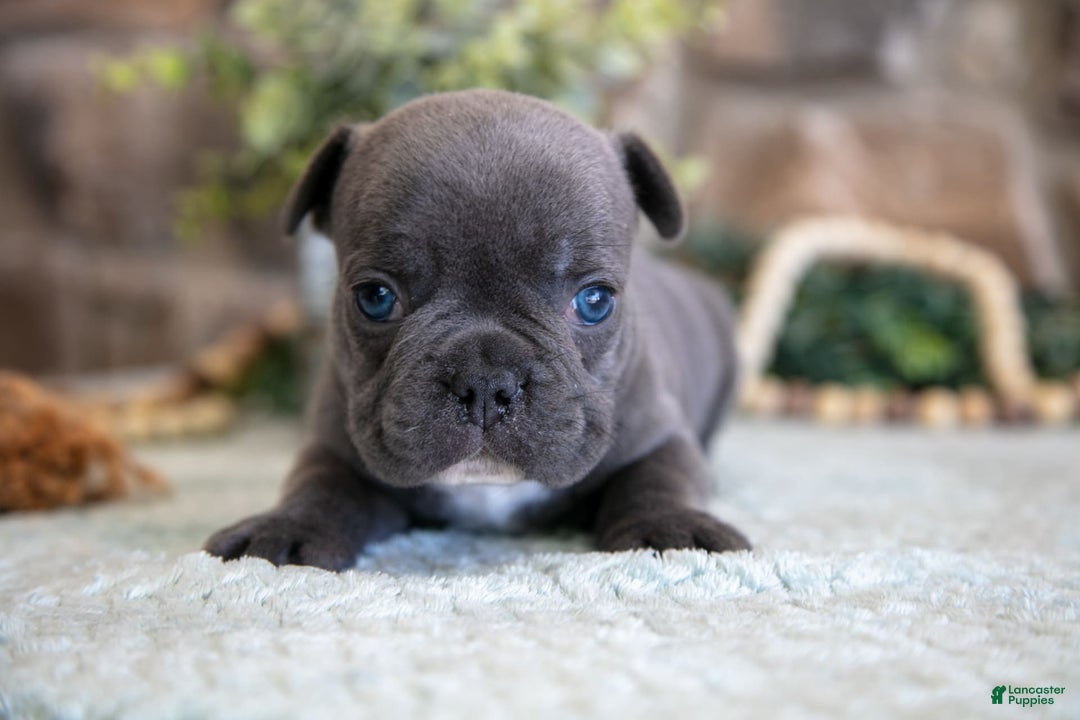 French Bulldog dogs for sale: Atlas - Image 1