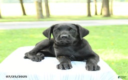 Cane Corso dogs for sale: Maple - Image 1