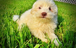 Havapoo dogs for sale: Valiant - Image 14