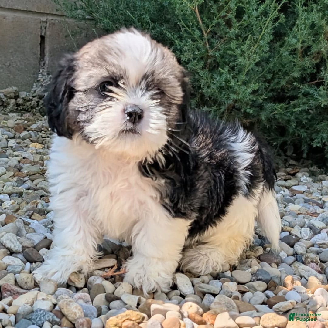 Lhasa Apso dogs for sale: Kodiak - Image 4