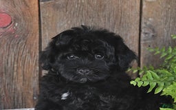 Havapoo dogs for sale: Hawk - Image 3