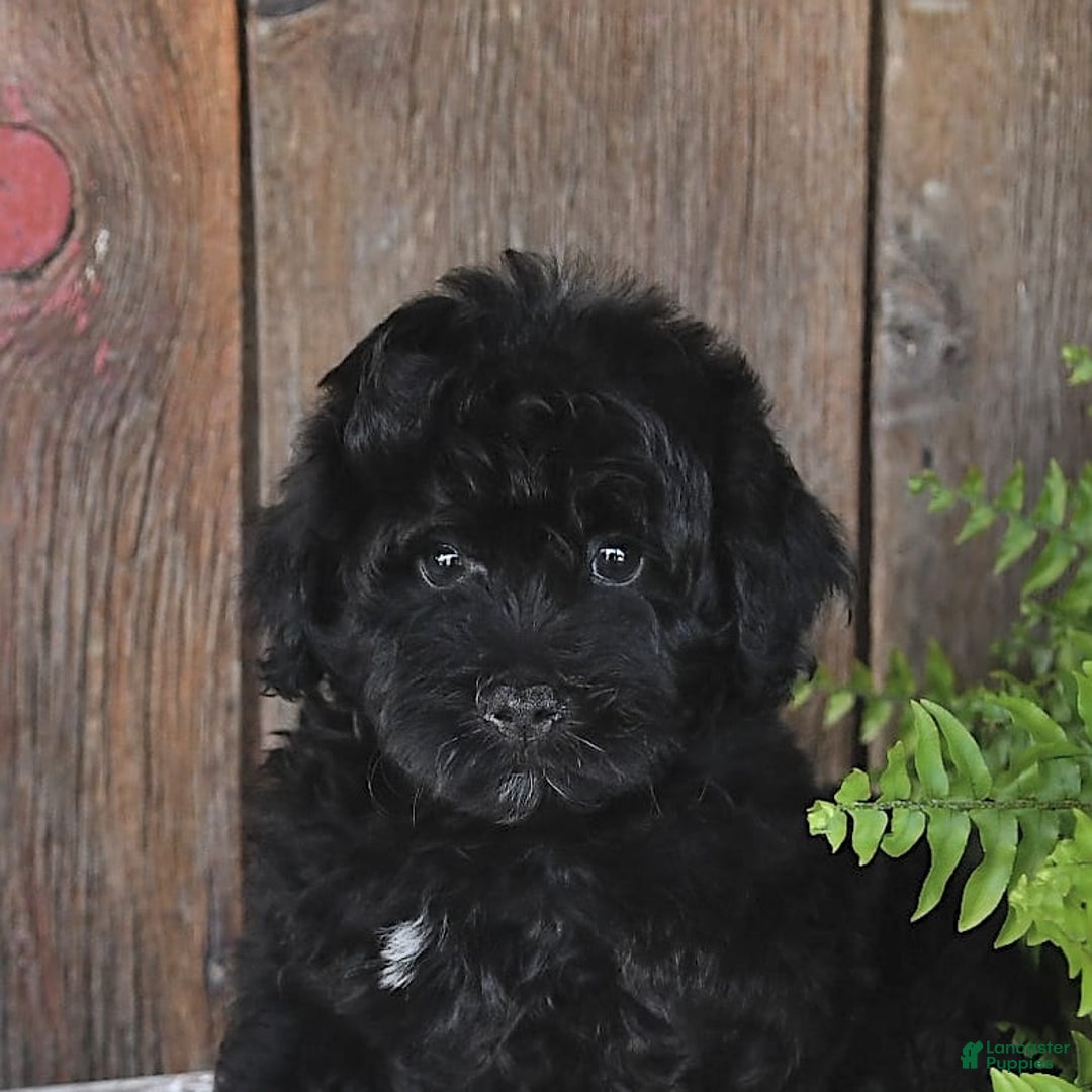 Havapoo dogs for sale: Hawk - Image 3