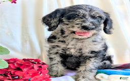 Labradoodle dogs for sale: Bella - Image 2