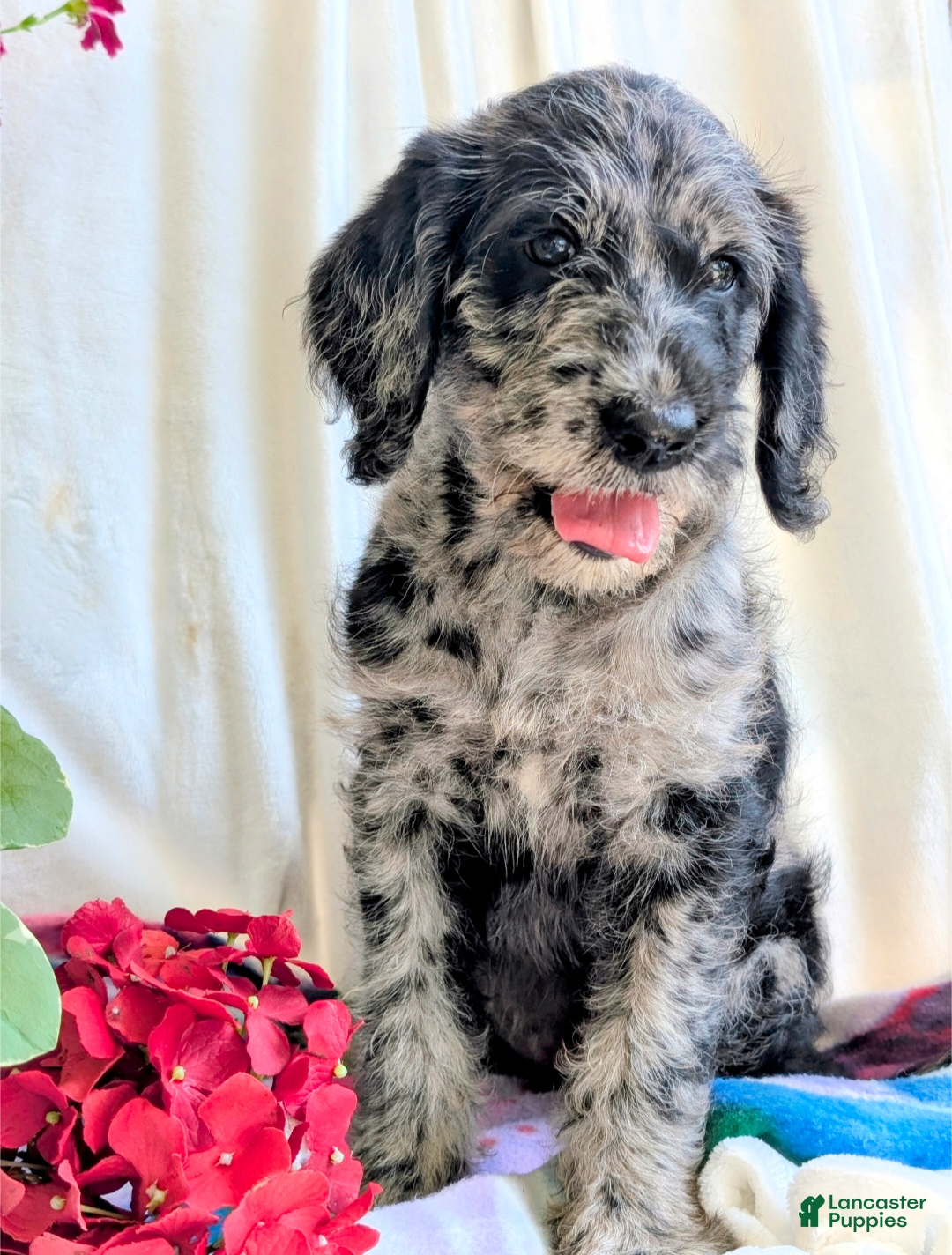 Labradoodle dogs for sale: Bella - Image 2