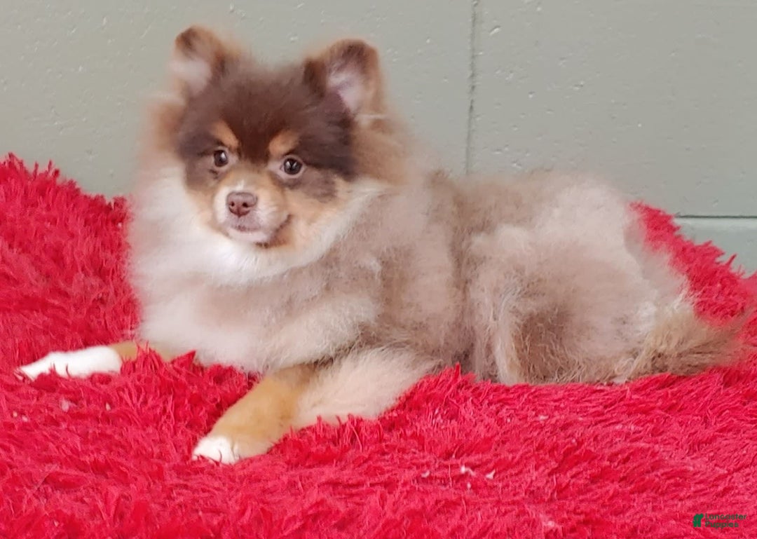 Pomeranian dogs for sale: Jessy - Image 8