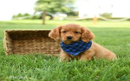 Miniature Golden Retriever dogs for sale: Crosby - Image 1