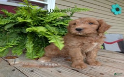 Goldendoodle dogs for sale: Cash - Image 13