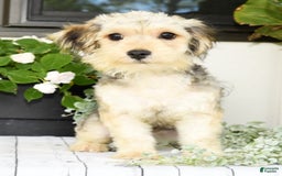 Yochon dogs for sale: Rosie - Image 8