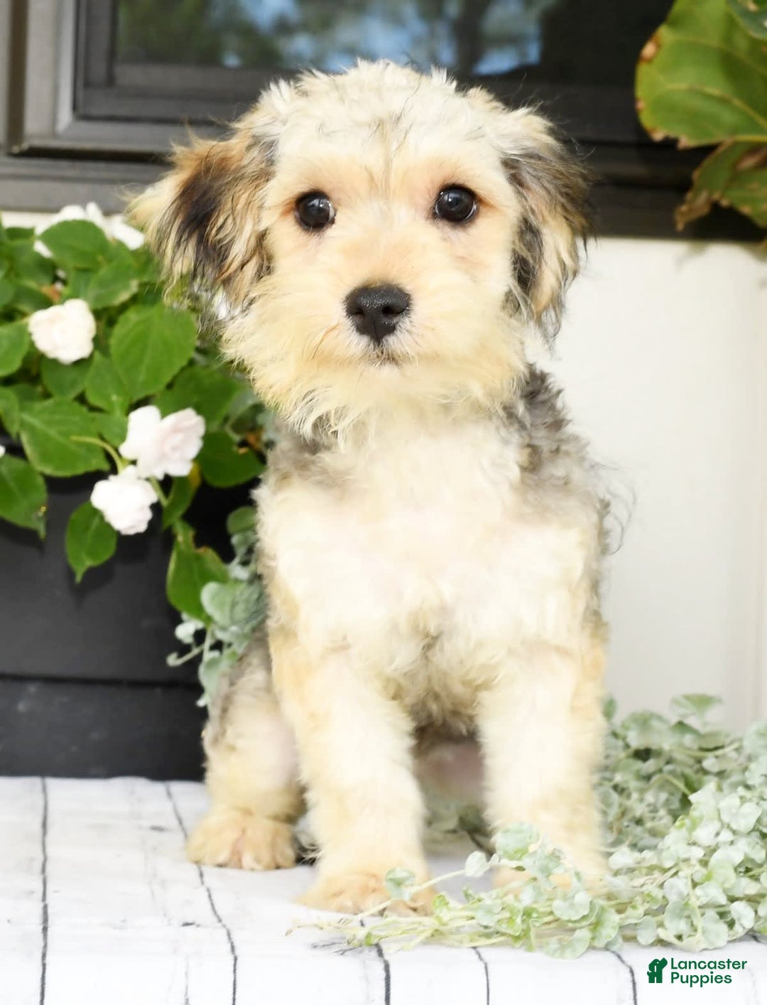 Yochon dogs for sale: Rosie - Image 8