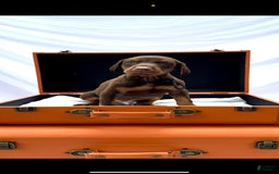 Doberman Pinscher dogs for sale: Hermes - Image 1