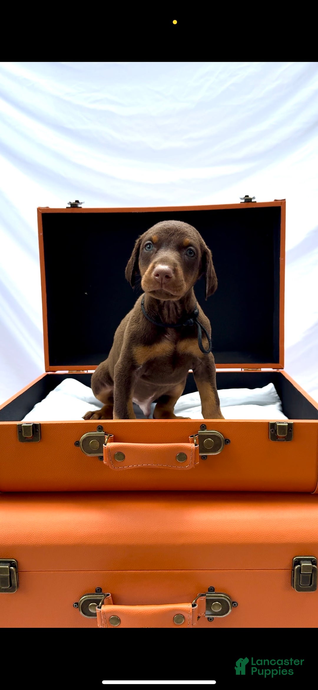 Doberman Pinscher dogs for sale: Hermes - Image 1