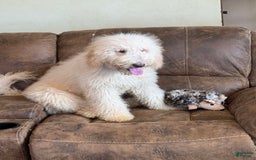 Goldendoodle dogs for sale: Gorgeous Creme Doodle - Image 4