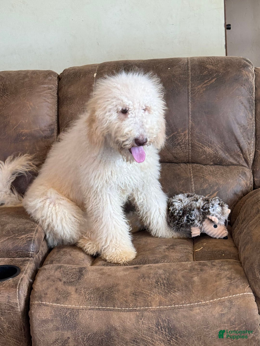 Goldendoodle dogs for sale: Gorgeous Creme Doodle - Image 4