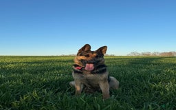 German Shepherd dogs for sale: Drama Girl - Image 20