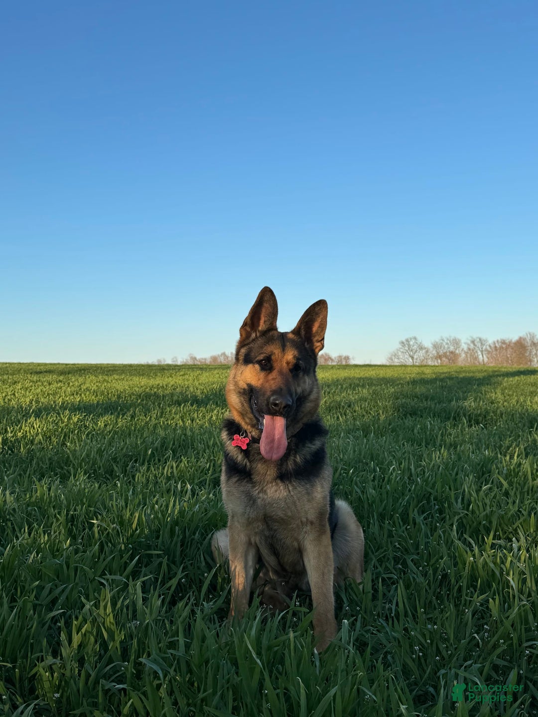 German Shepherd dogs for sale: Drama Girl - Image 20