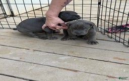 Cane Corso dogs for sale: Annabelle - Image 1