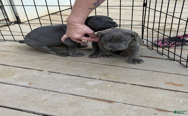 Cane Corso dogs for sale - Ad 4
