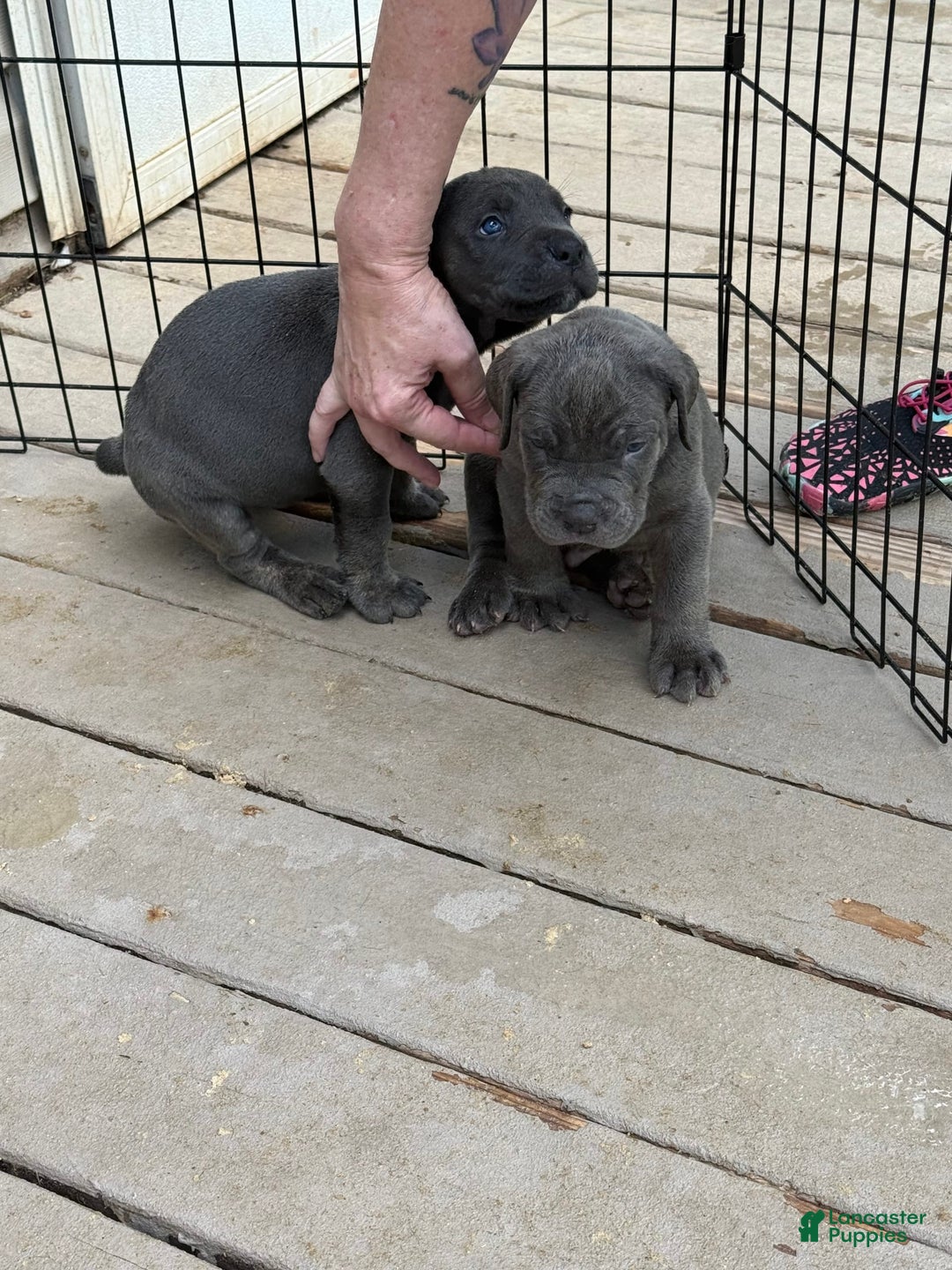 Cane Corso dogs for sale: Annabelle - Image 1