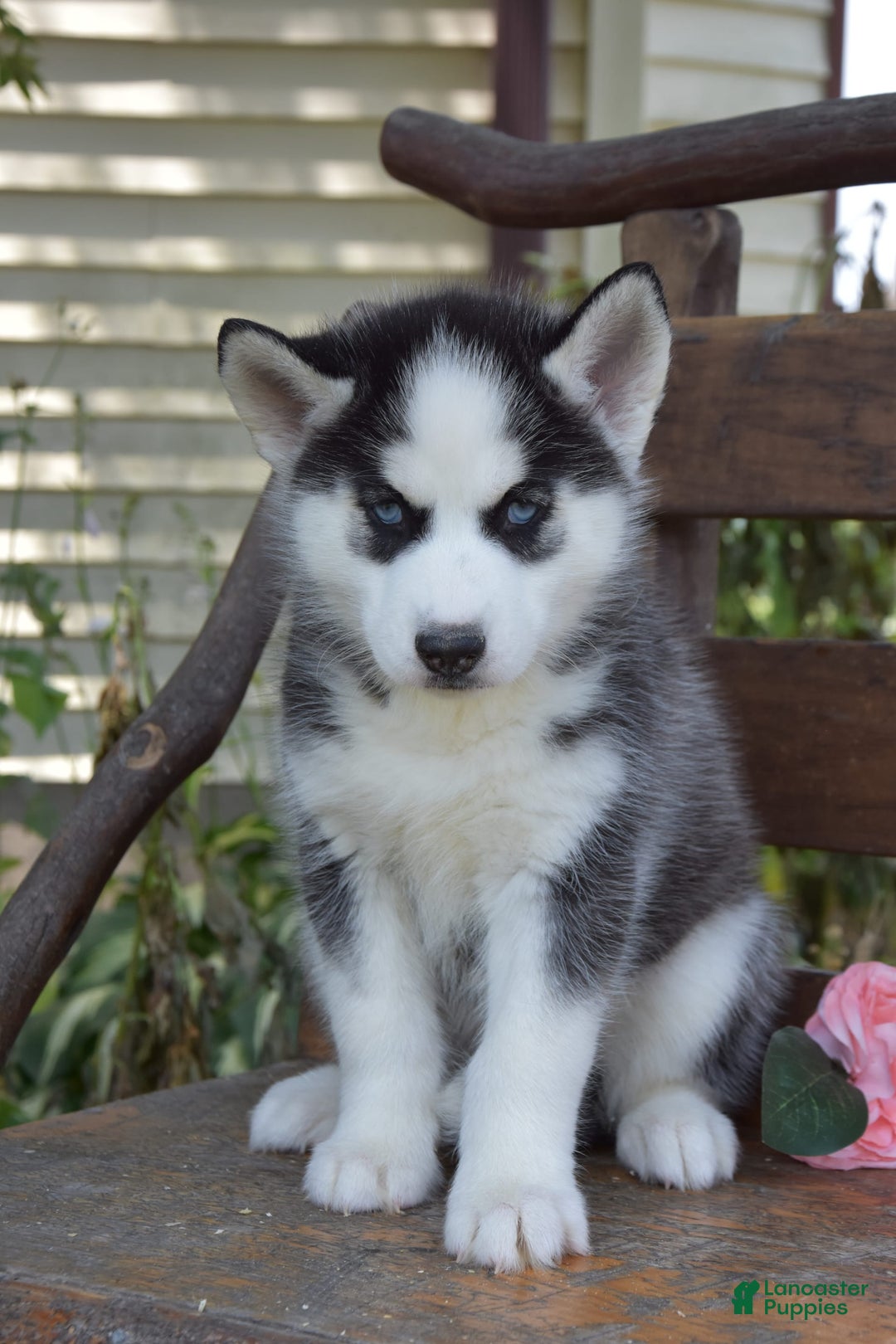 Siberian Husky dogs for sale: Capri - Image 3