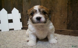 Cavachon dogs for sale: Boots - Image 11