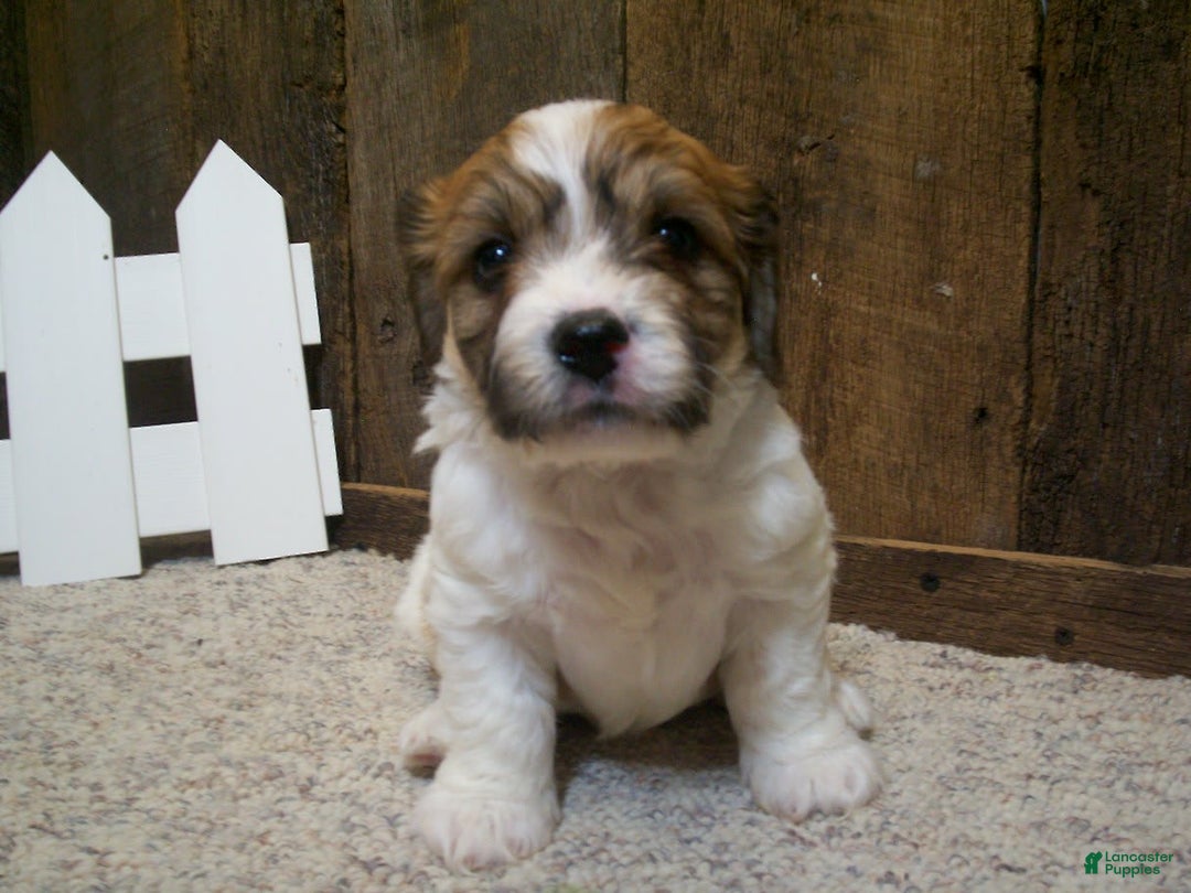 Cavachon dogs for sale: Boots - Image 11