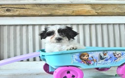 Maltipoo dogs for sale: Izzy - Image 4